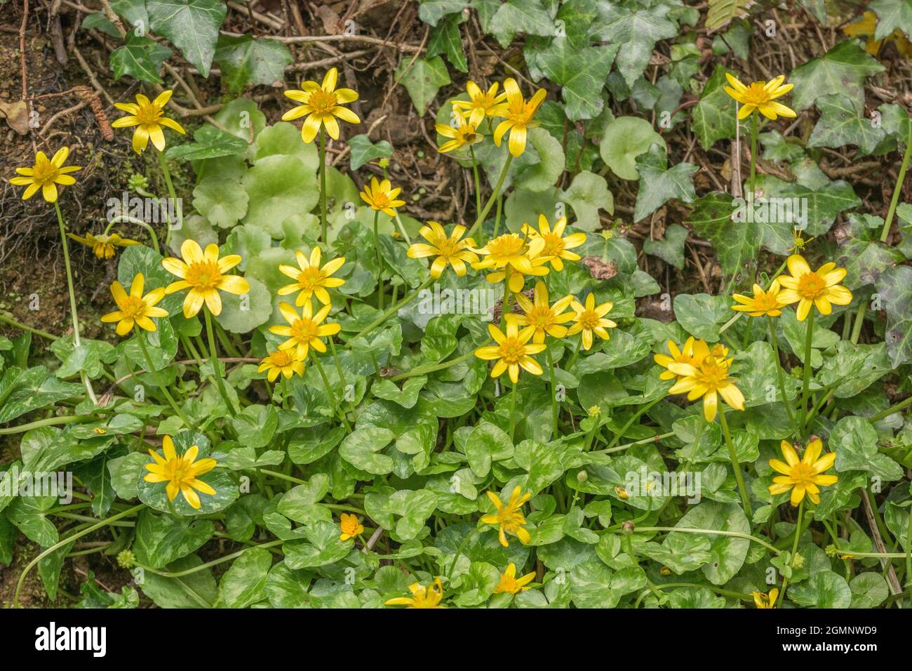 Gelb geblüht kleine Celandine / Ranunculs ficaria / Ficaria verna. Die Form der Wurzelknolle gab den Namen von Feigenkraut. Stockfoto