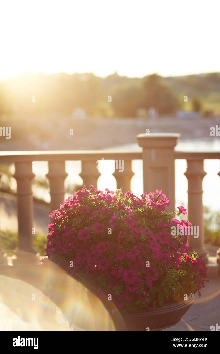 Petunia Blumen und Sonnenblendung. Abend magisches Licht, sonniger Hintergrund mit Kopierraum. Hochwertige Fotos Stockfoto