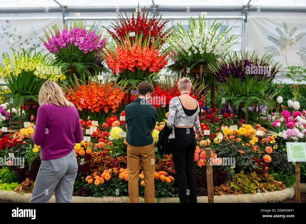 London, Großbritannien. 20. September 2021. Menschen, die Dahlien in den Pflanzen von Pheasant Acre betrachten, stehen auf der RHS Chelsea Flower Show. Aufgrund von Covid-19-Bedenken im vergangenen Jahr abgesagt, ist dies das erste Mal, dass die Show im September (in der Regel im Mai) stattfindet. Die Show läuft bis zum 26. September im Royal Hospital Chelsea. Kredit: Stephen Chung / Alamy Live Nachrichten Stockfoto