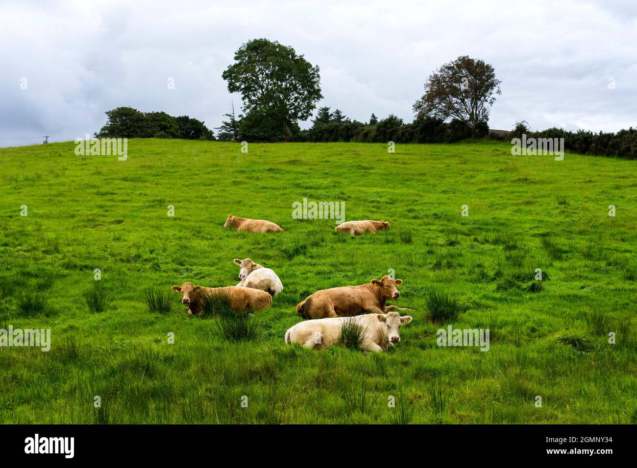 Rinder, Kühe, Tiere, die auf dem Feld sitzen und Regen erwarten, wie die Tradition glaubt. Stockfoto