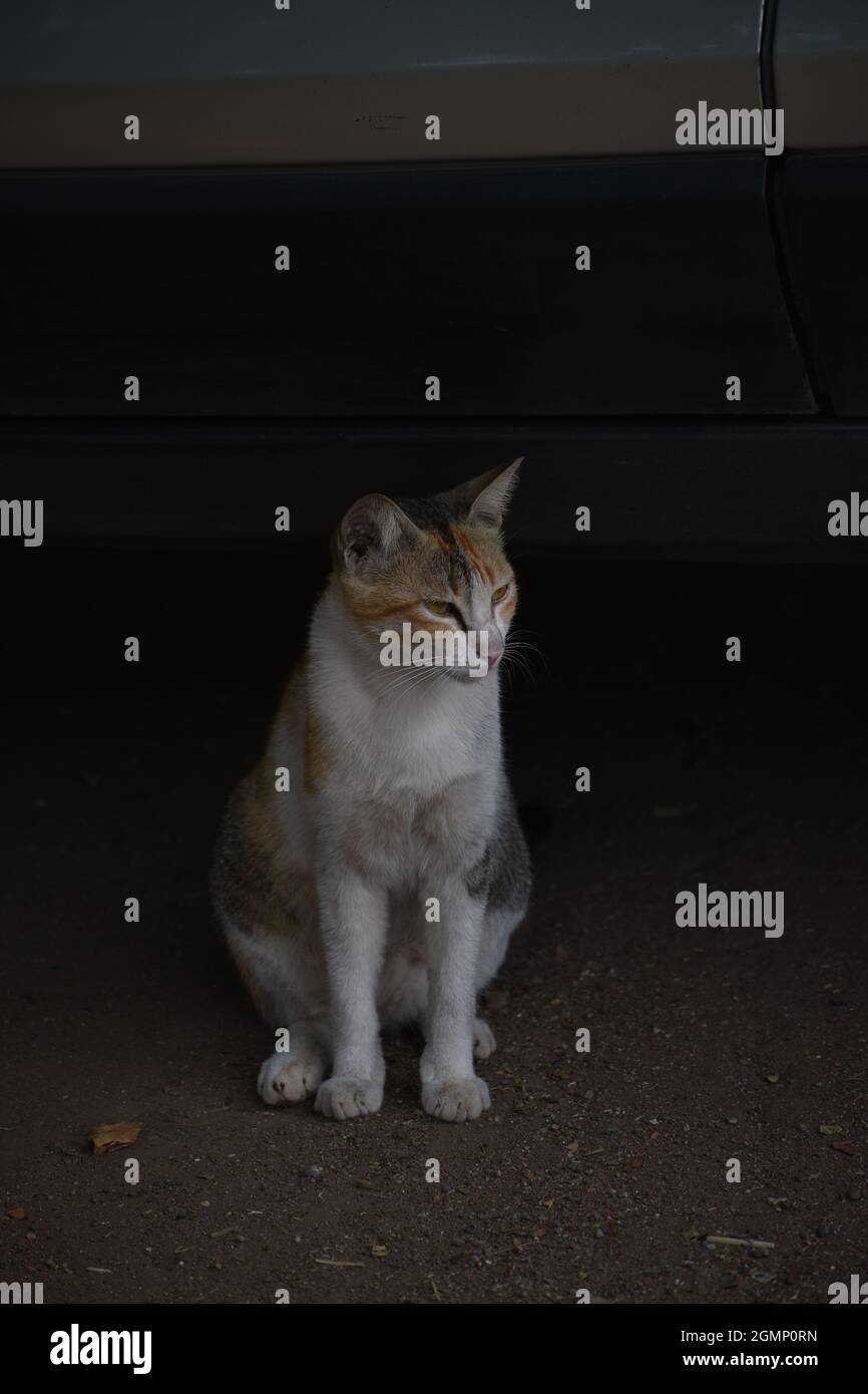 Katze sitzt auf einem Boden mit einem Hintergrund hinten Stockfoto