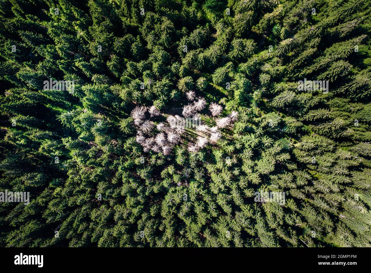 Fichtenwald Schaden, Luftschuss Stockfoto