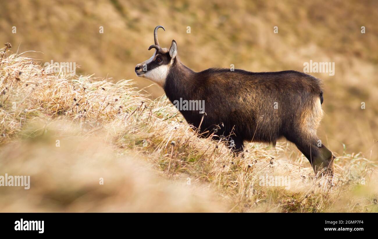 Tatra-Gämse mit einem gebrochenen Geweih, das auf einer Wiese mit trockenem gelben Gras steht. Stockfoto