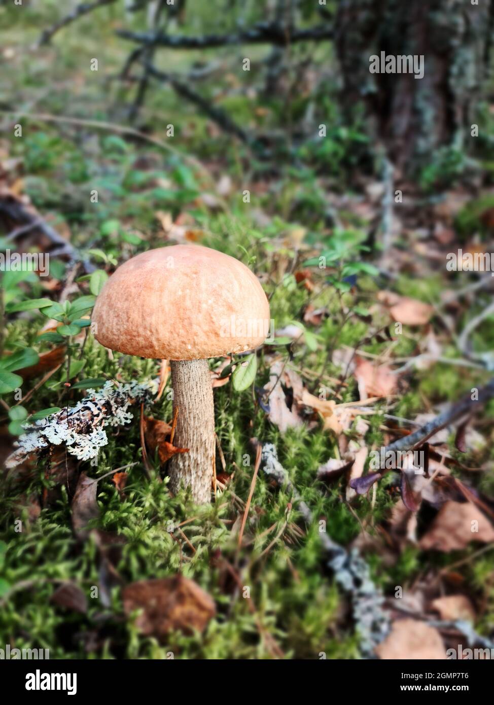 Steinpilz im Wald mit Sonnenlicht in einem Herbstwald. Im Wald nach Pilzen suchen. Konzept der Waldpilze. Stockfoto