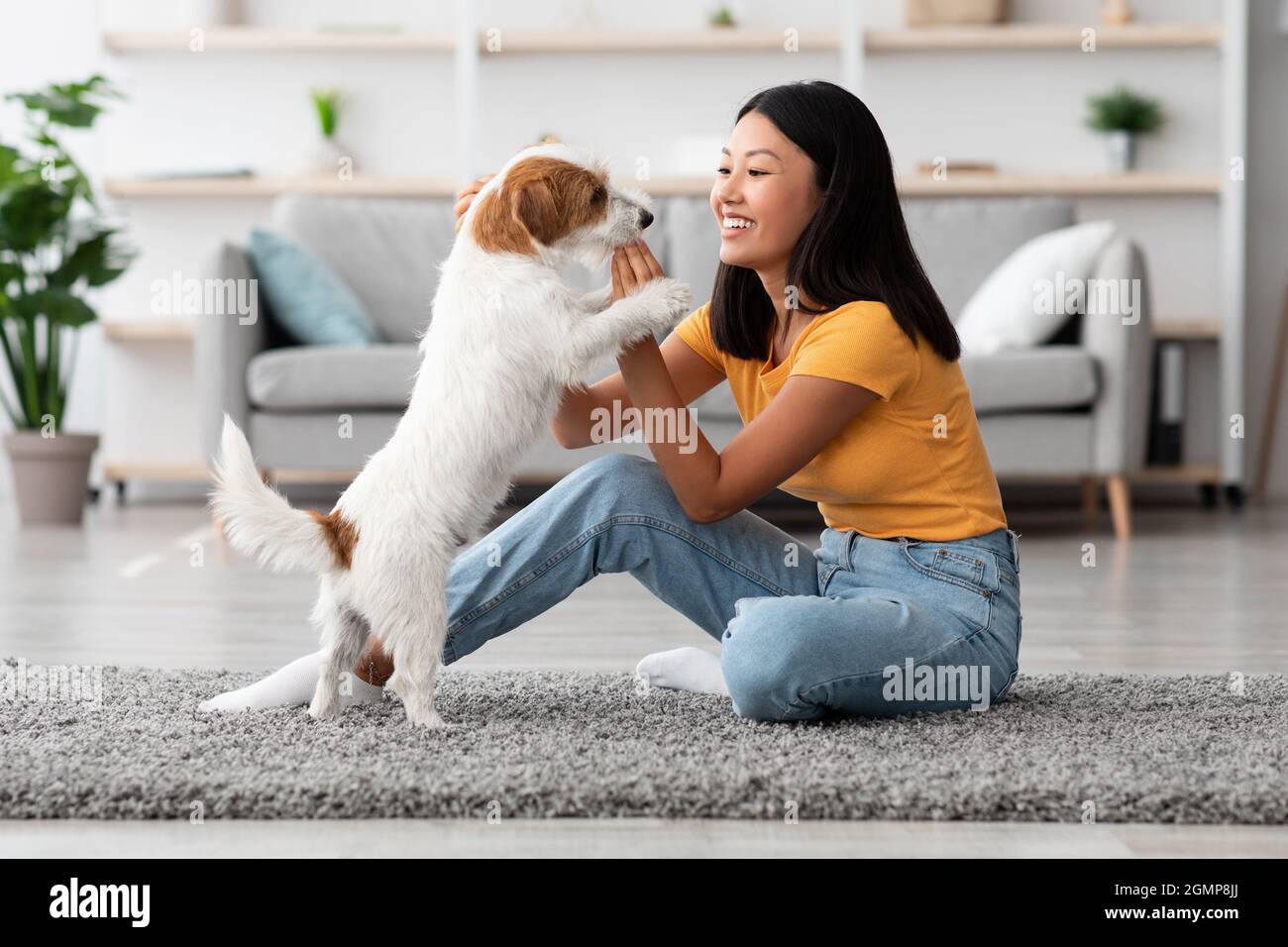 Fröhliche asiatische Frau, die ihren Hund trainiert und Leckereien gibt Stockfoto