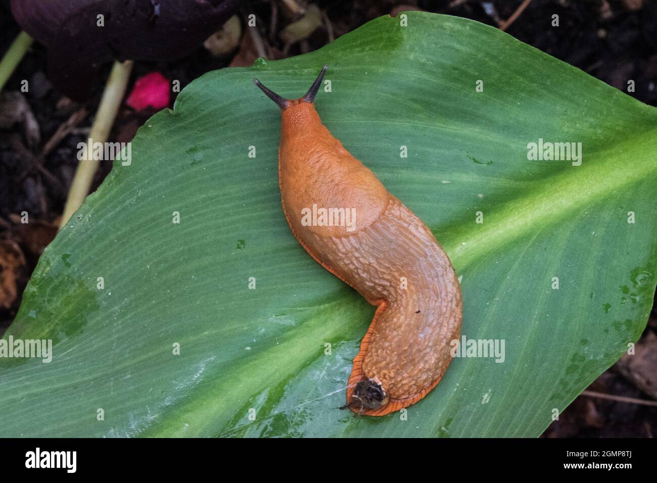 Gemeinsame Gartenschnecke 'Arion ater agg.' Stockfoto