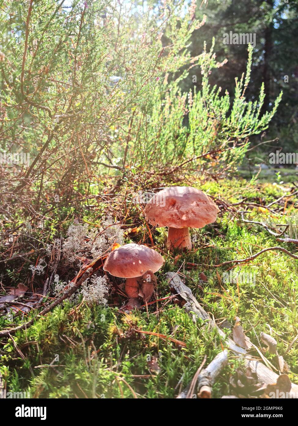 Weißer Pilz im Wald mit Sonnenlicht in einem Herbstwald. Im Wald nach Pilzen suchen. Konzept der Waldpilze. Stockfoto