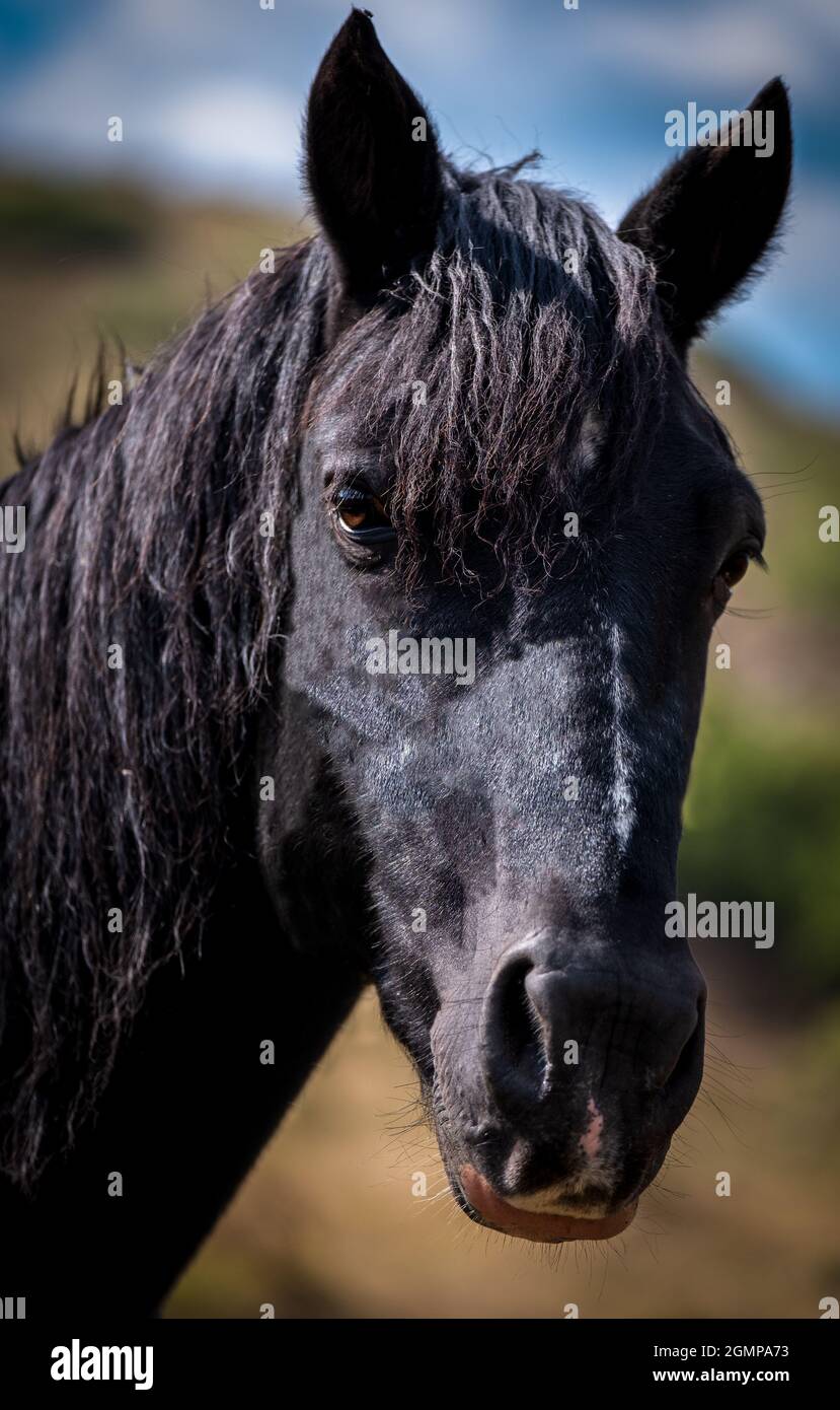 Schwarzer Pferdekopf isoliert auf Prärie Hintergrund. Ein Nahaufnahme-Porträt des Gesichts eines Pferdes. Stockfoto