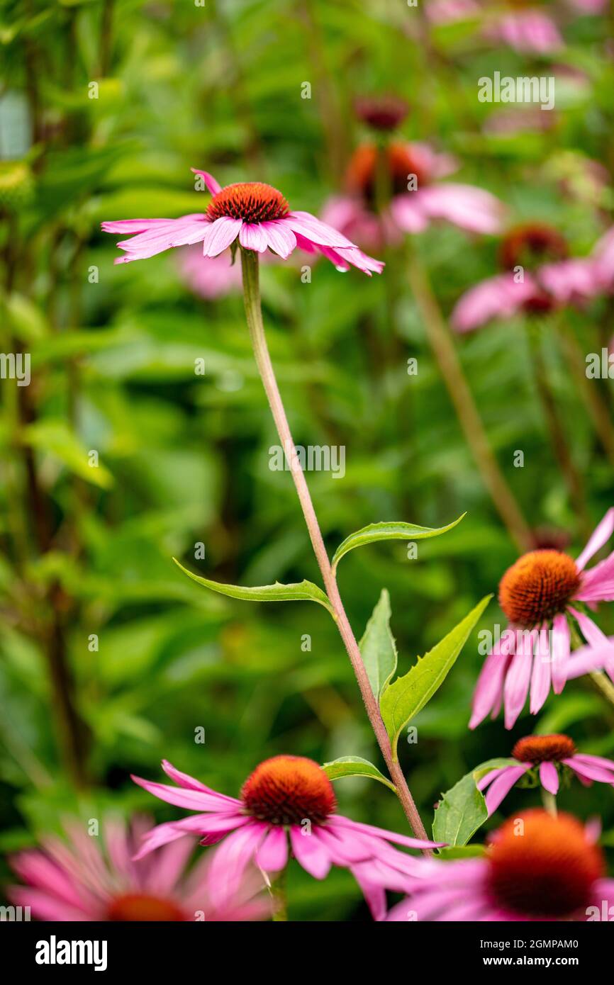 Attraktive Echinacea purpurea ‘Rubinstern’, purpurrote Blütenkeule ‘Rubinstern’, Blütenkeule 'Rubinstern' im Gartenrand, natürliches Pflanzenportrait Stockfoto