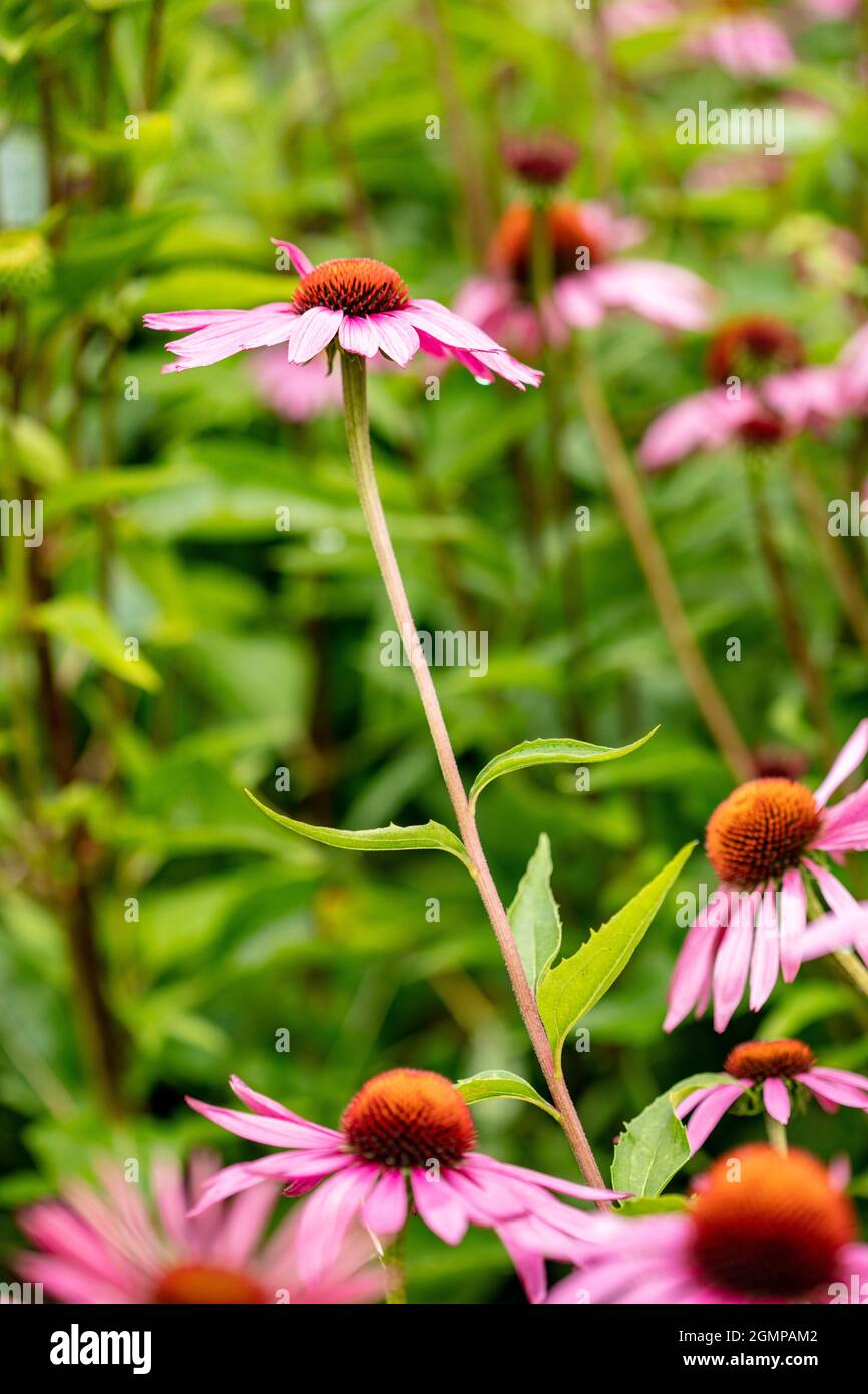 Attraktive Echinacea purpurea ‘Rubinstern’, purpurrote Blütenkeule ‘Rubinstern’, Blütenkeule 'Rubinstern' im Gartenrand, natürliches Pflanzenportrait Stockfoto