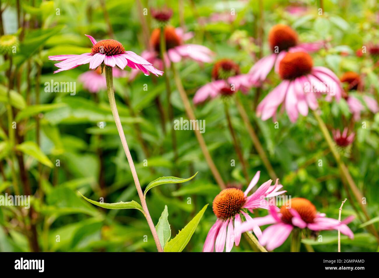 Attraktive Echinacea purpurea ‘Rubinstern’, purpurrote Blütenkeule ‘Rubinstern’, Blütenkeule 'Rubinstern' im Gartenrand, natürliches Pflanzenportrait Stockfoto