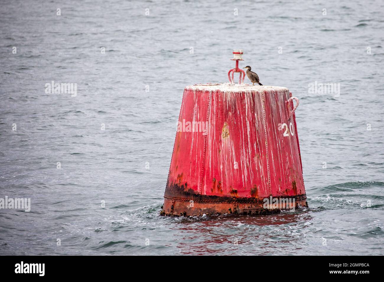 Kormoran auf der roten Kanalmarkierung Buouy in Poole Harbour, Dorset, Großbritannien Stockfoto