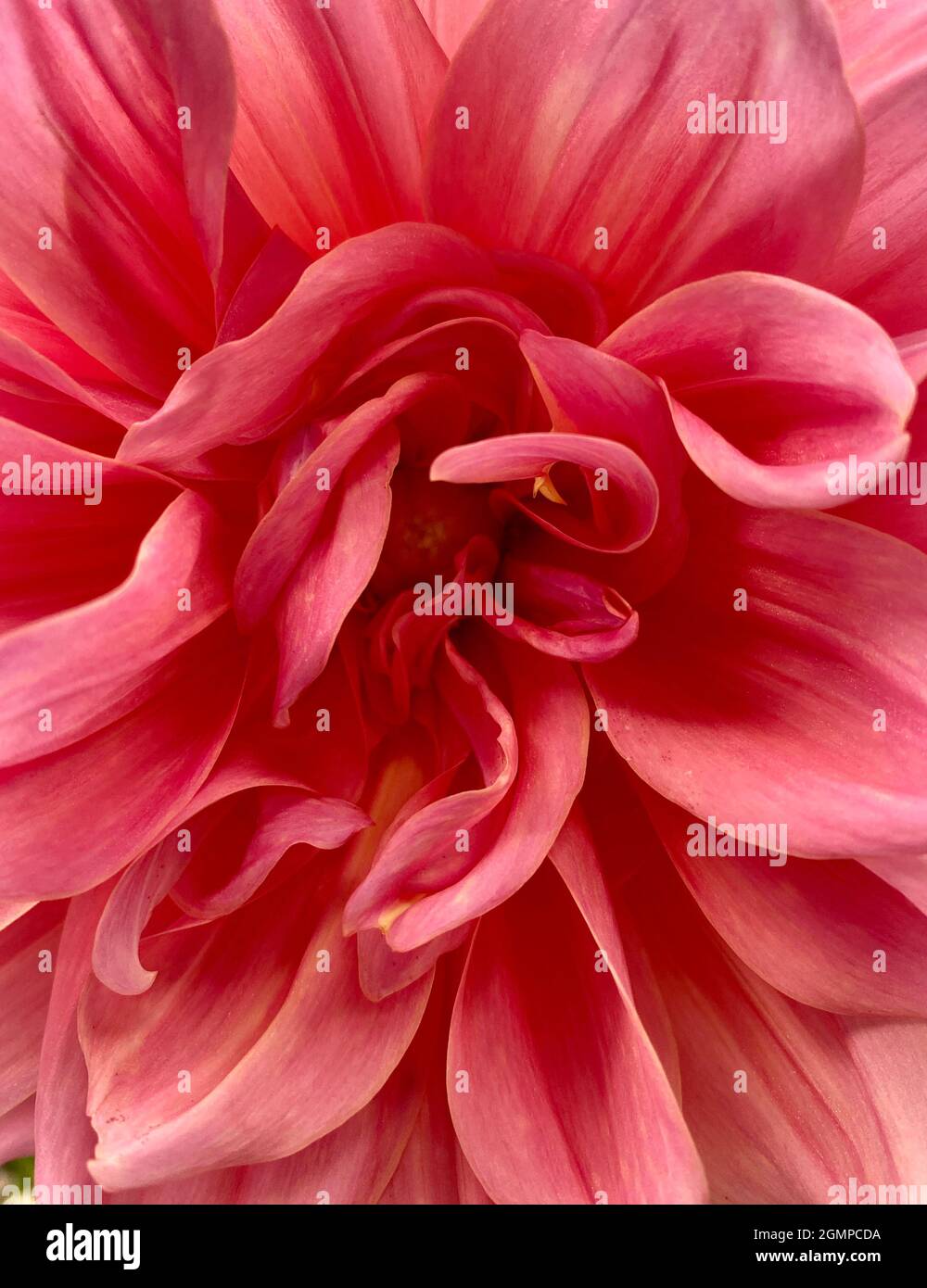Mitte eines rosa Garten Dahlia aus der Nähe Stockfoto
