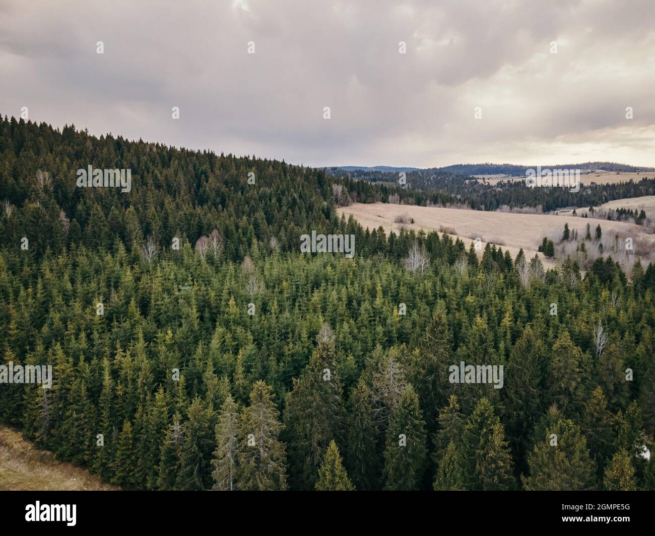 Ein Baum mit einem Berg im Hintergrund Stockfoto