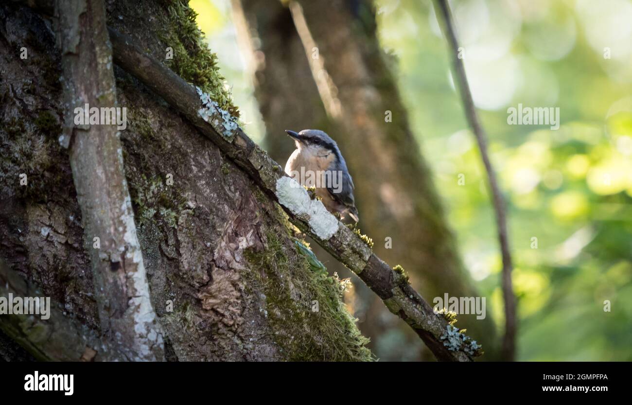 Auf einem Baum im Frühling in neunkirchen sitzt ein Aktstück, Copyspace Stockfoto