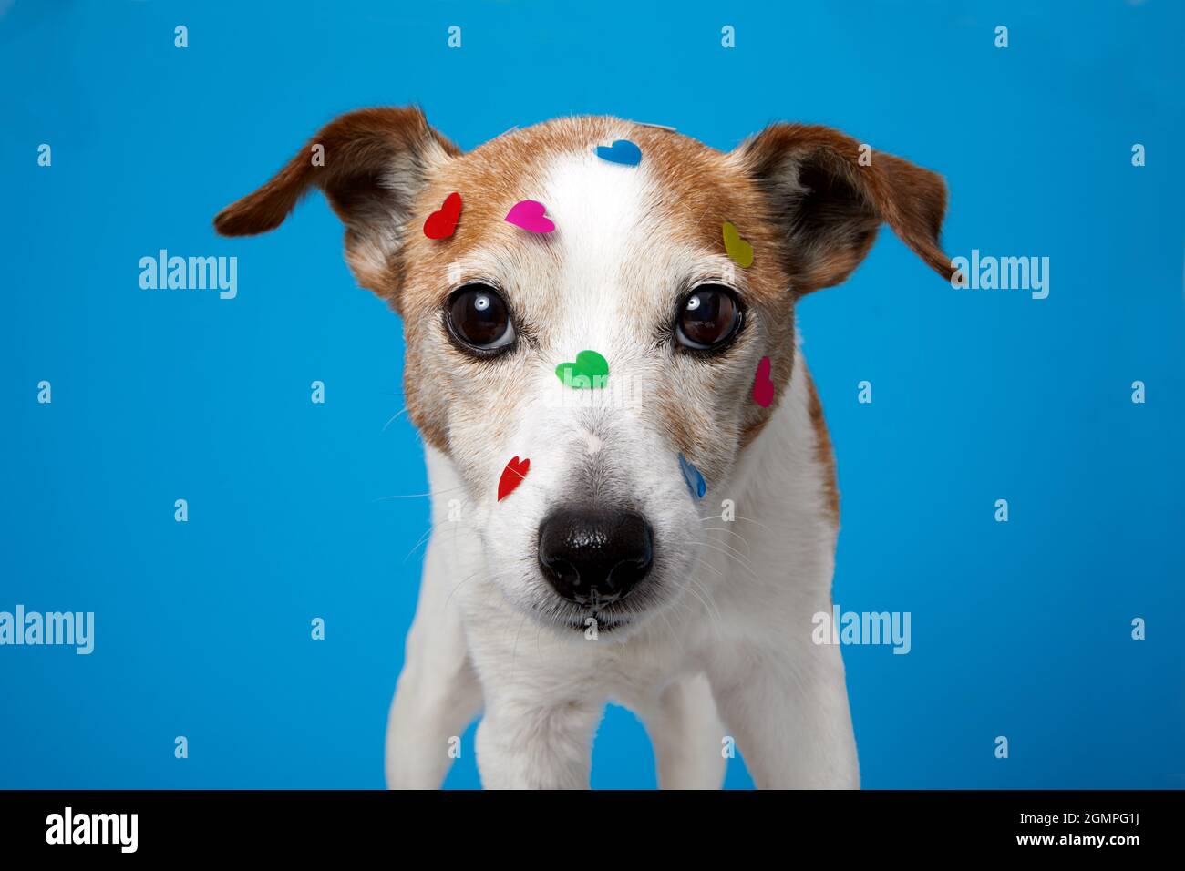 Hundeaufkleber -Fotos und -Bildmaterial in hoher Auflösung – Alamy