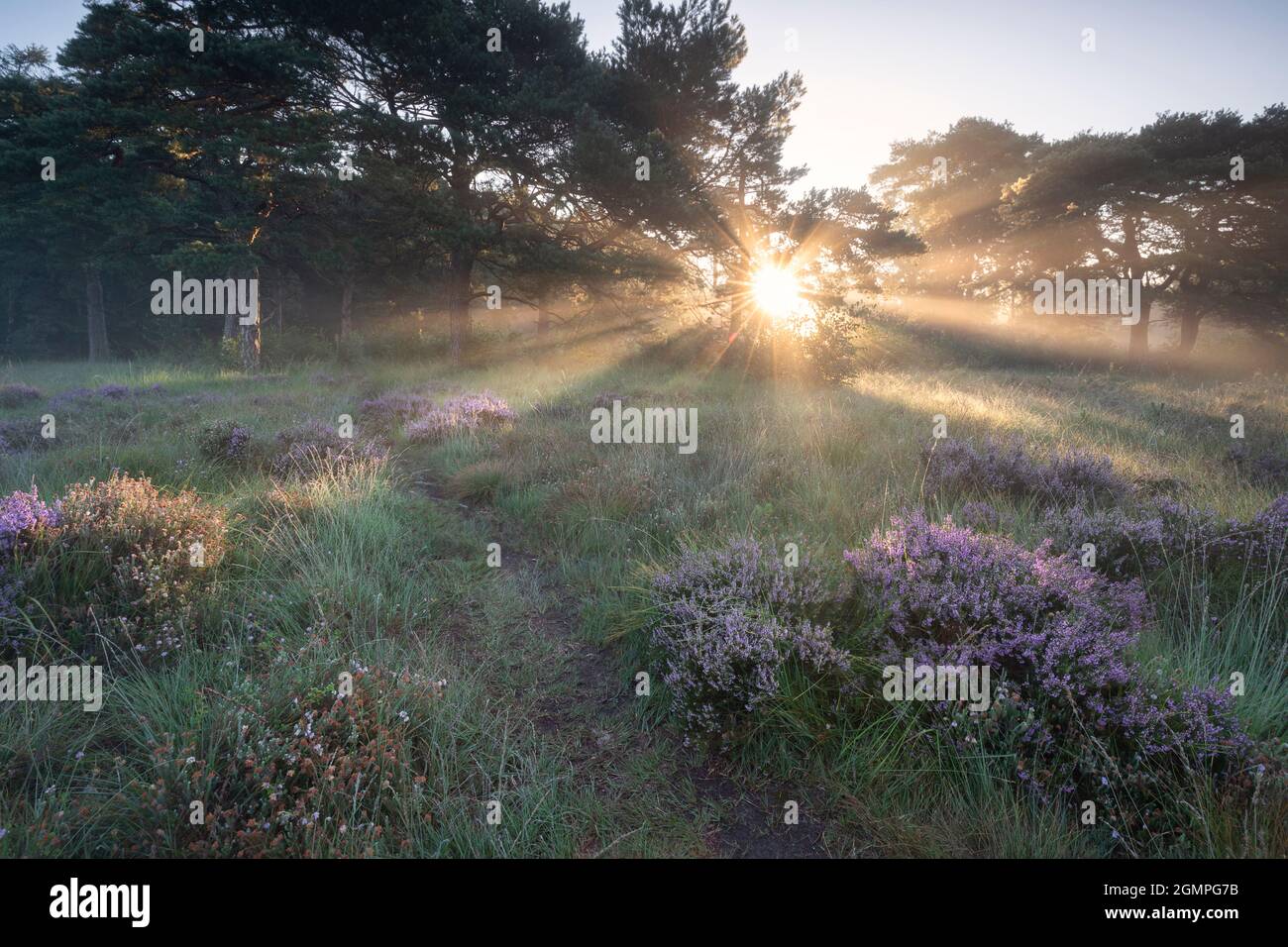 Dramatische Sonnenstrahlen über der Wiese mit blühenden Heideblüten Stockfoto