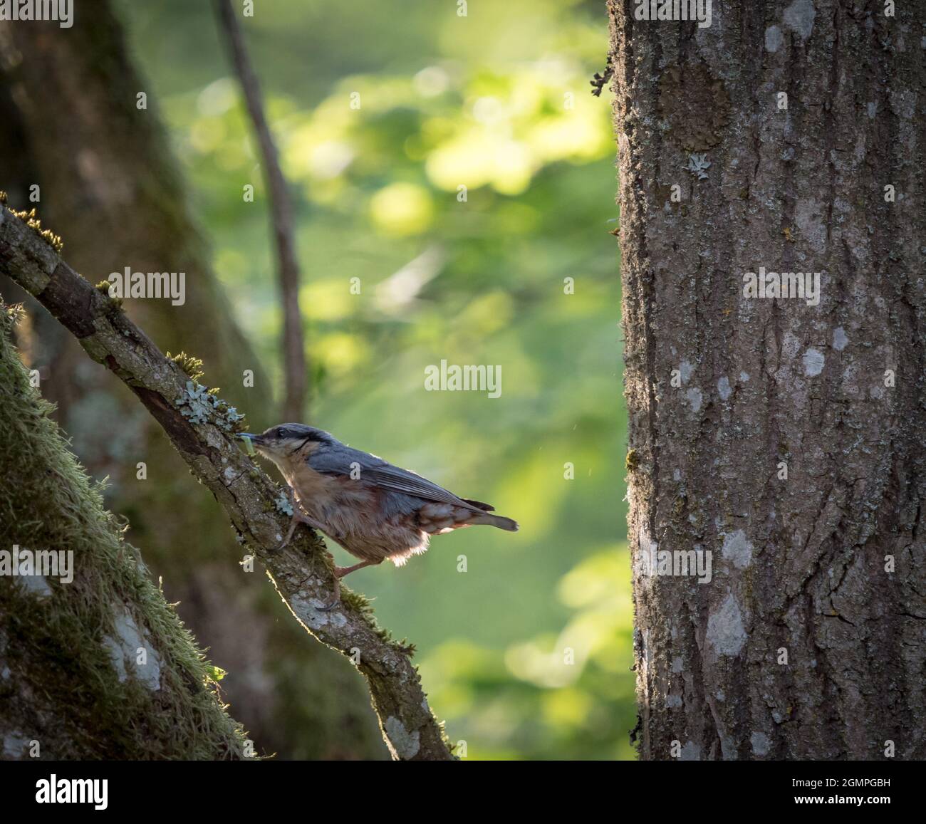 Auf einem Baum im Frühling in neunkirchen sitzt ein Aktstück, Copyspace Stockfoto