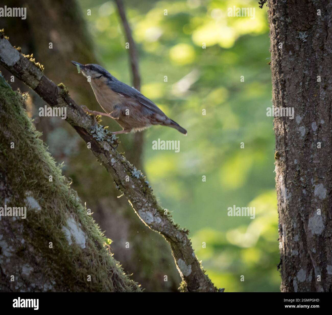 Auf einem Baum im Frühling in neunkirchen sitzt ein Aktstück, Copyspace Stockfoto