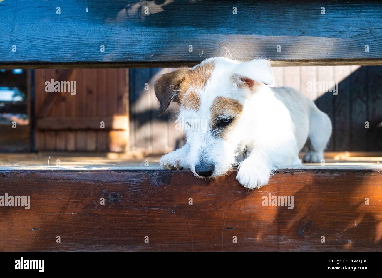 Der junge Jack Russell blickt auf den Kopierraum. Niedliches Haustier. Stockfoto