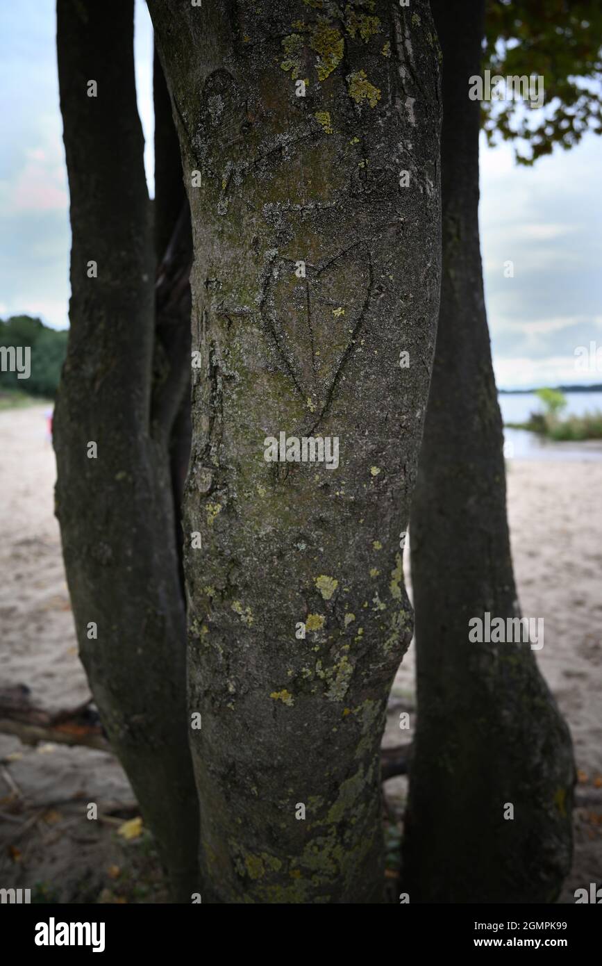 Herz in einen Baum geschnitzt Stockfoto