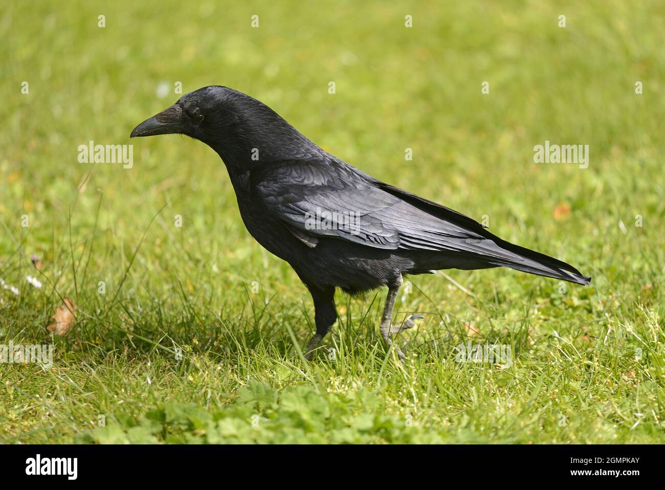 Aas Crow (Corvus corone) im St James's Park, im Zentrum von London. VEREINIGTES KÖNIGREICH Stockfoto