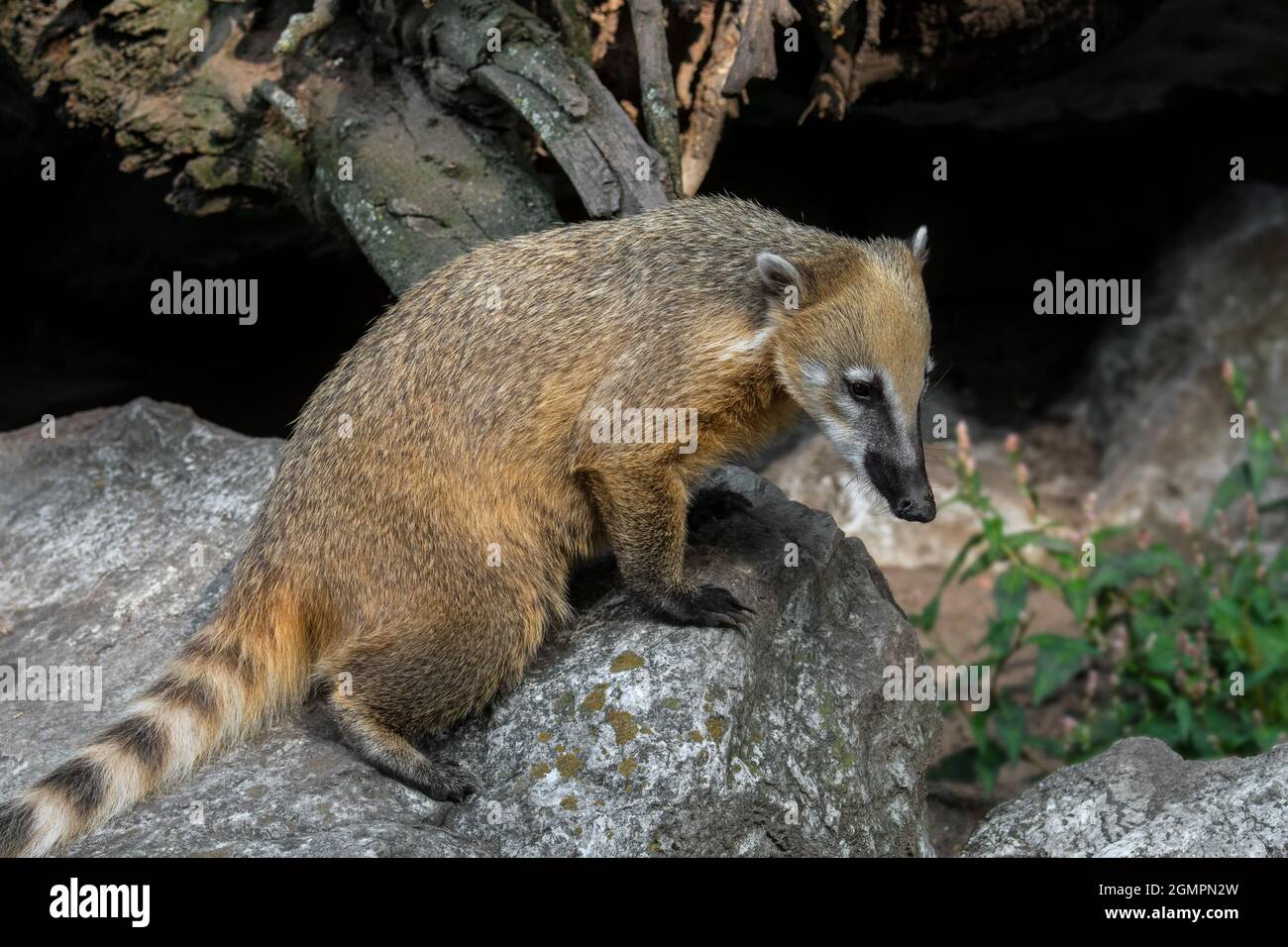 Südamerikanische Koati/Ringtailcoati (Nasua nasua), die in den Wäldern des tropischen Südamerikas beheimatet sind Stockfoto