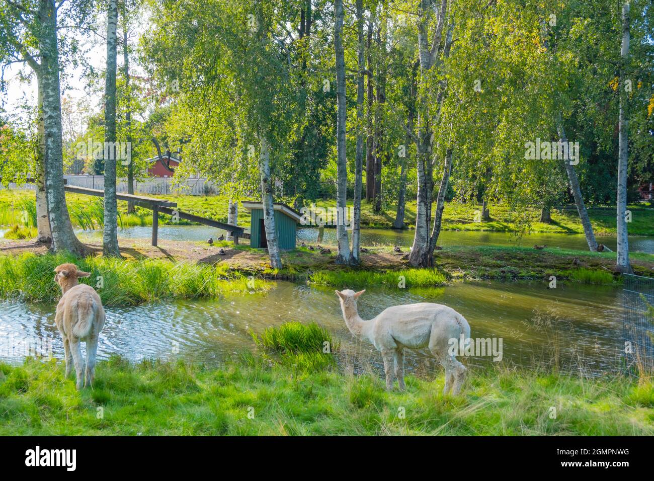 Alpakas, Kirjurinluoto, Pori, Finnland Stockfoto