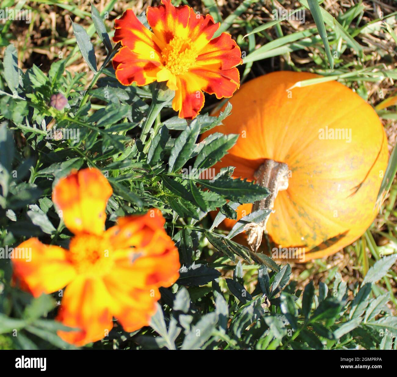 Ringelblumen und Kürbis. Stockfoto