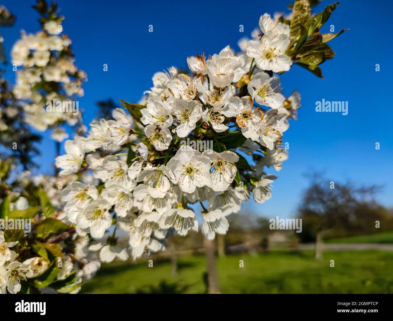 Kirschblüte Stockfoto