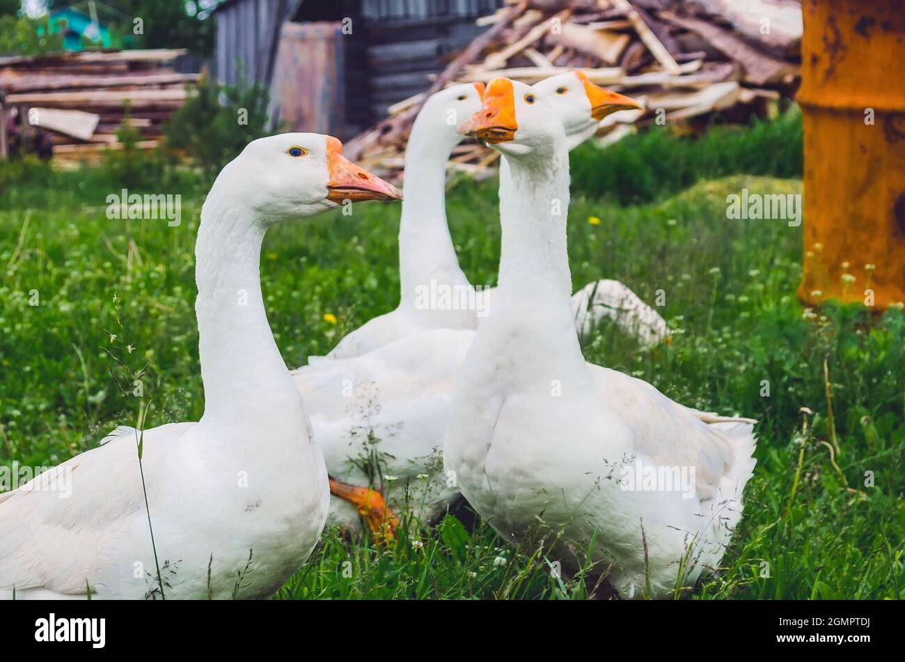 Gänseschar im Dorf auf einer Wiese Stockfoto