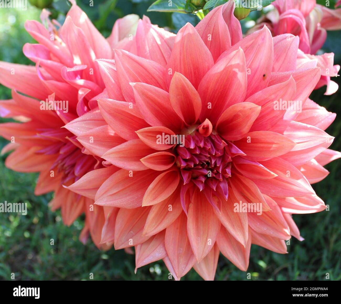 Riesige bunte rosa Blume. Stockfoto