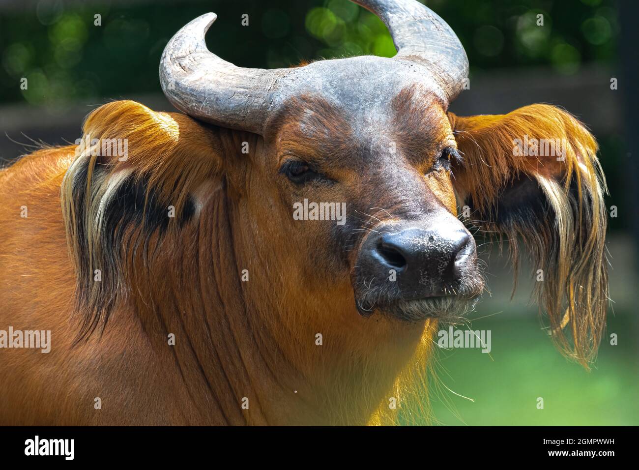 Porträt eines Waldbüffels (Syncerus Caffer nanus) Stockfoto