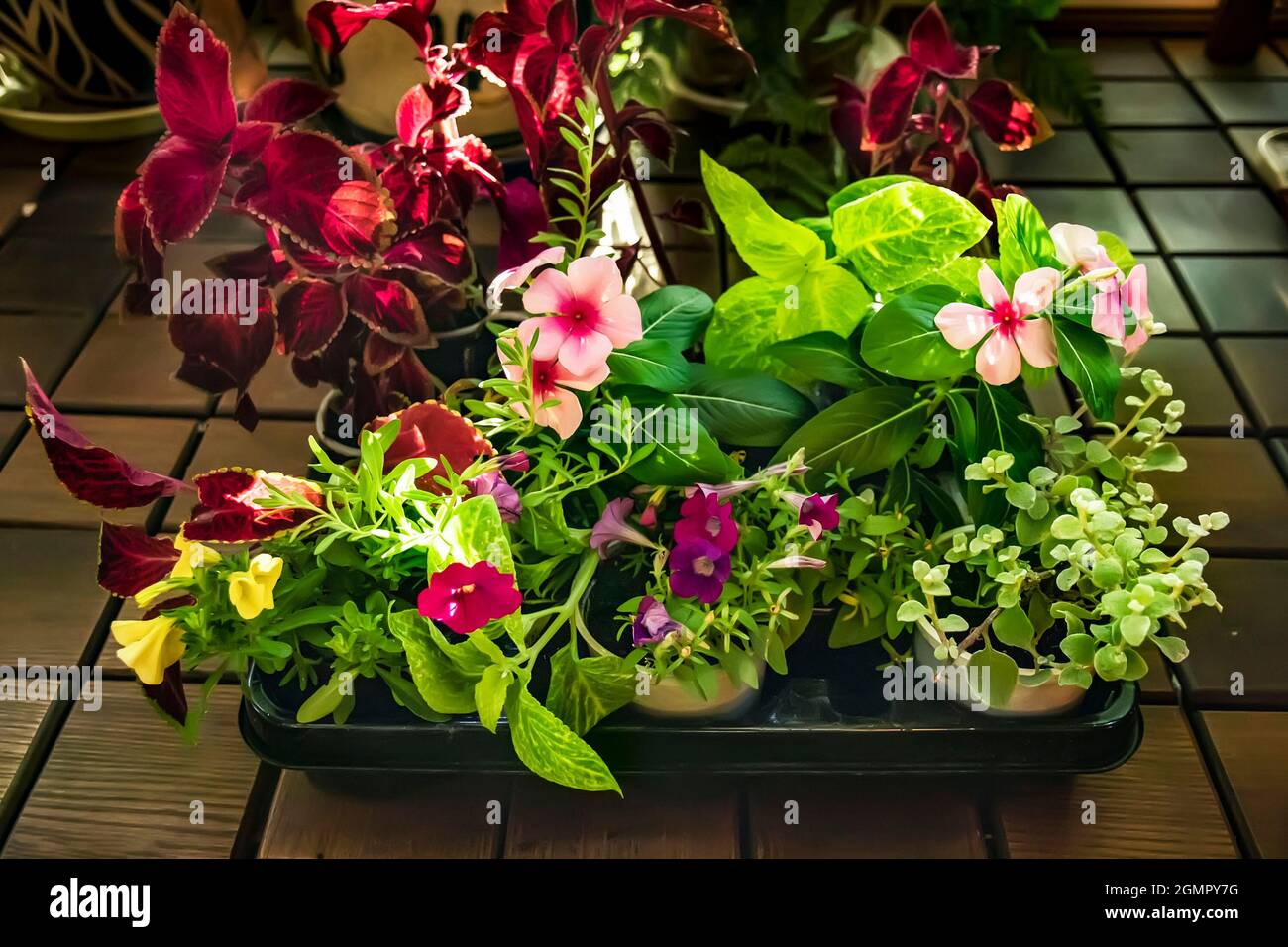 Auswahl an blühenden Blumen in einem Container zum Verkauf in einem Blumenladen. Sämlinge in temporären Töpfen. Coleus, Catharanthus, Pelargonium und Bacopa käua Stockfoto
