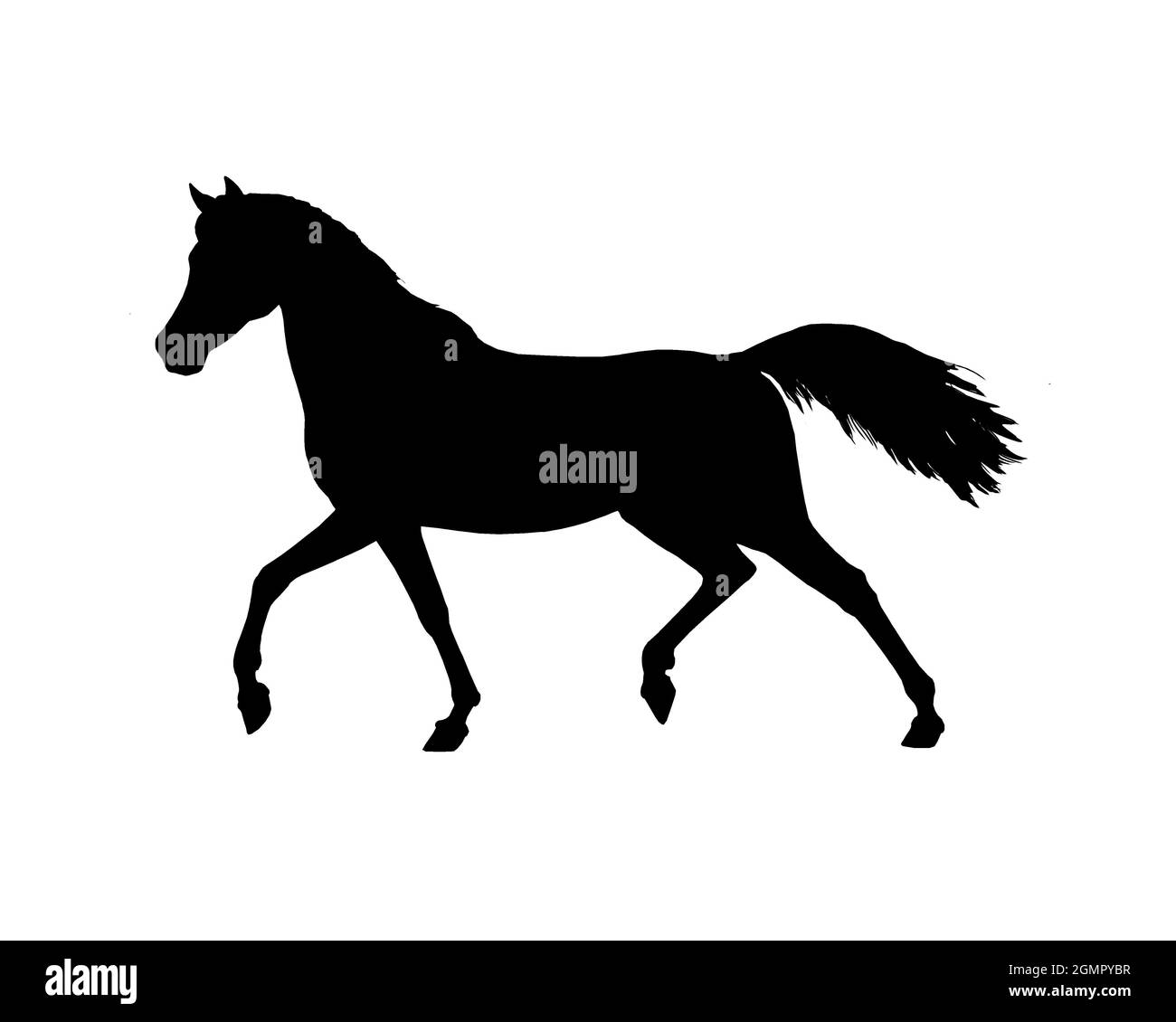 Schönes arabisches Pferd. Silhouette eines Pferdes. Pferdezeichnung. Stockfoto