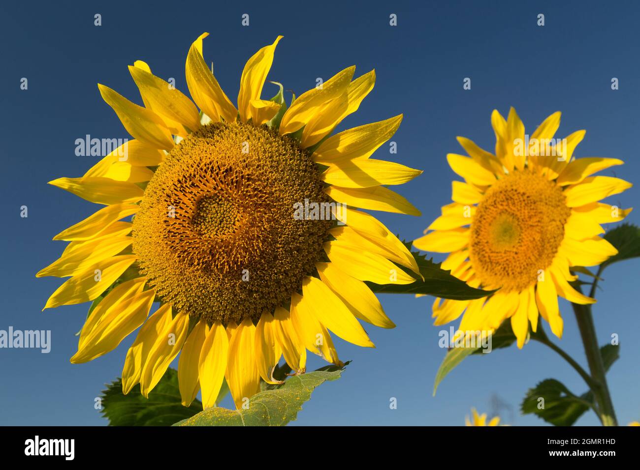 Sonnenblumen vor einem klaren blauen Himmel. Stockfoto