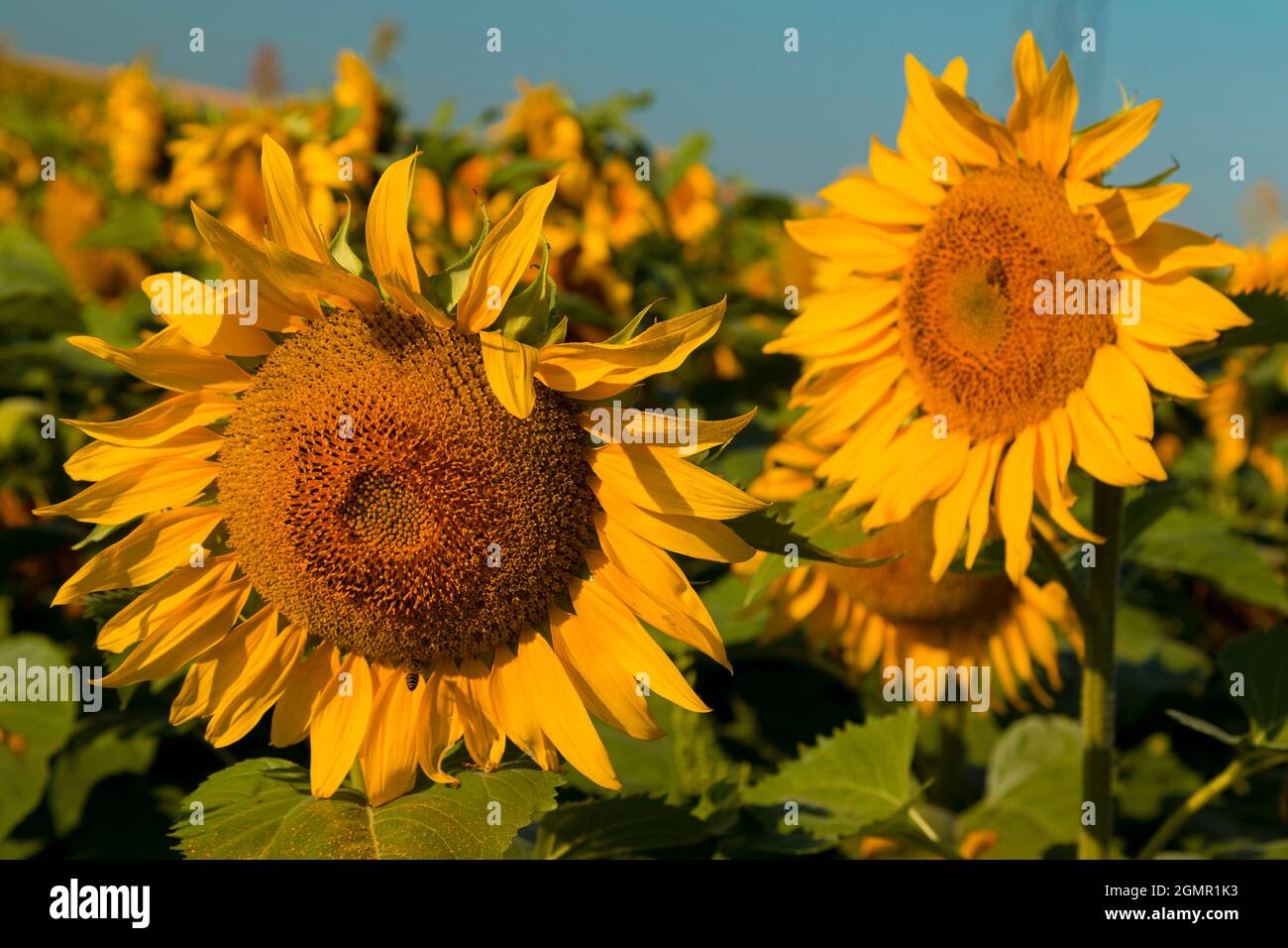 Sonnenblumen vor einem klaren blauen Himmel. Stockfoto