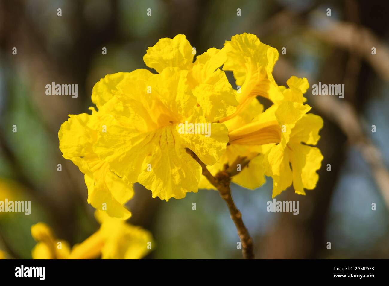 Handroanthus chrysanthus blühende Pflanzen in der Familie Bignoniaceae. Stockfoto