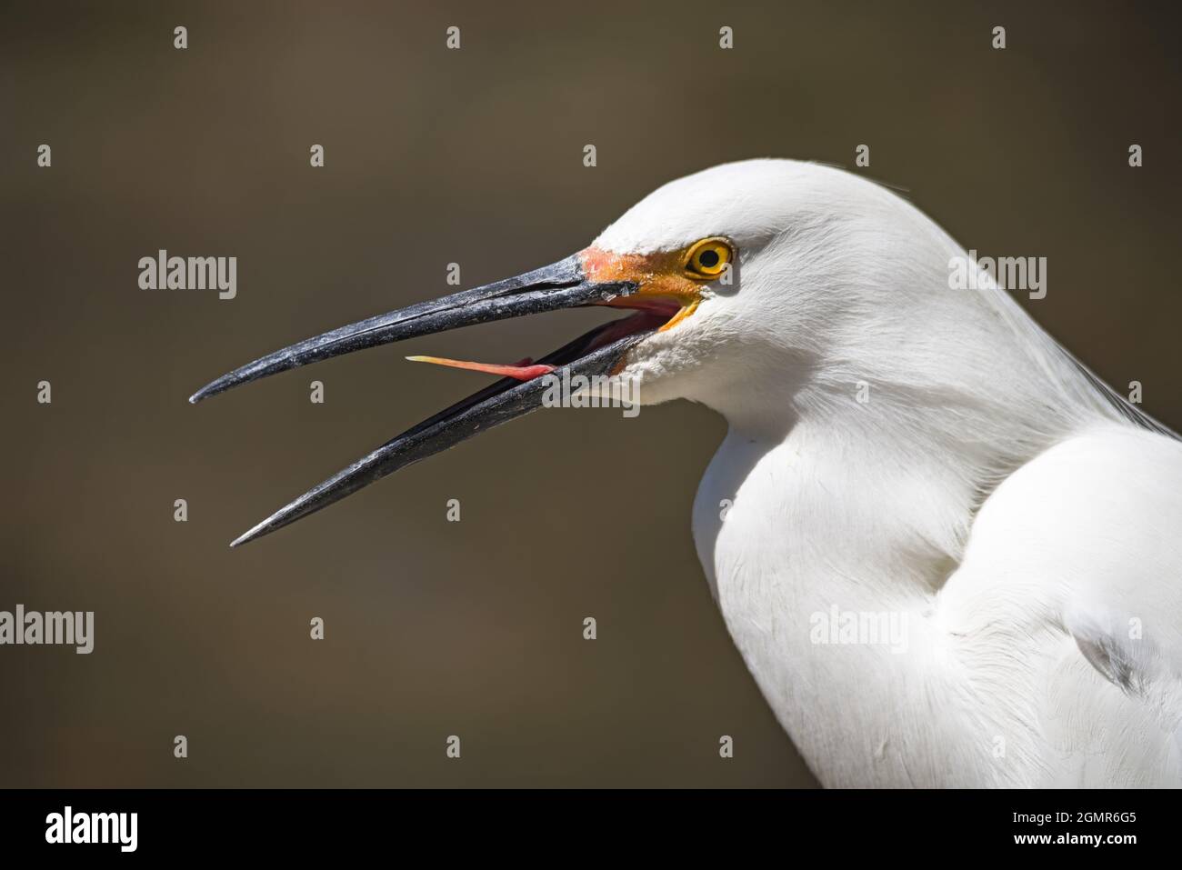 Schneebedeckter Reiher oder Egretta thula Kopf und Schnabel mit Stachelzunge Stockfoto