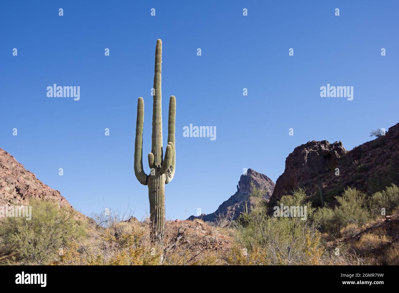 saguaro Kaktus und Signal Peak im Kofa National Wildlife Refuge in Arizona Stockfoto