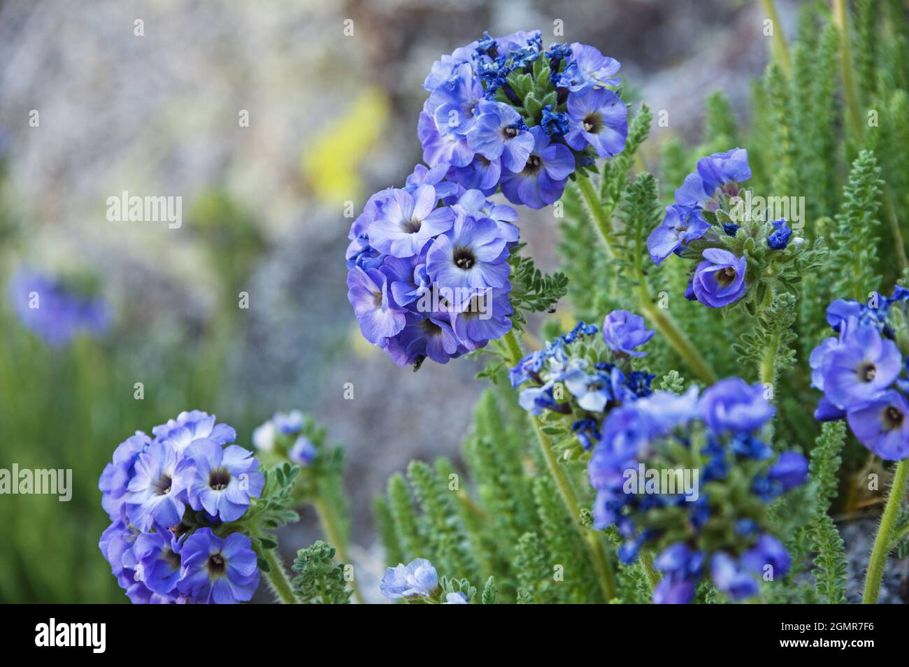 Sky Pilot oder Polemonium Eximium blühen hoch in den Sierra Nevada Bergen Stockfoto