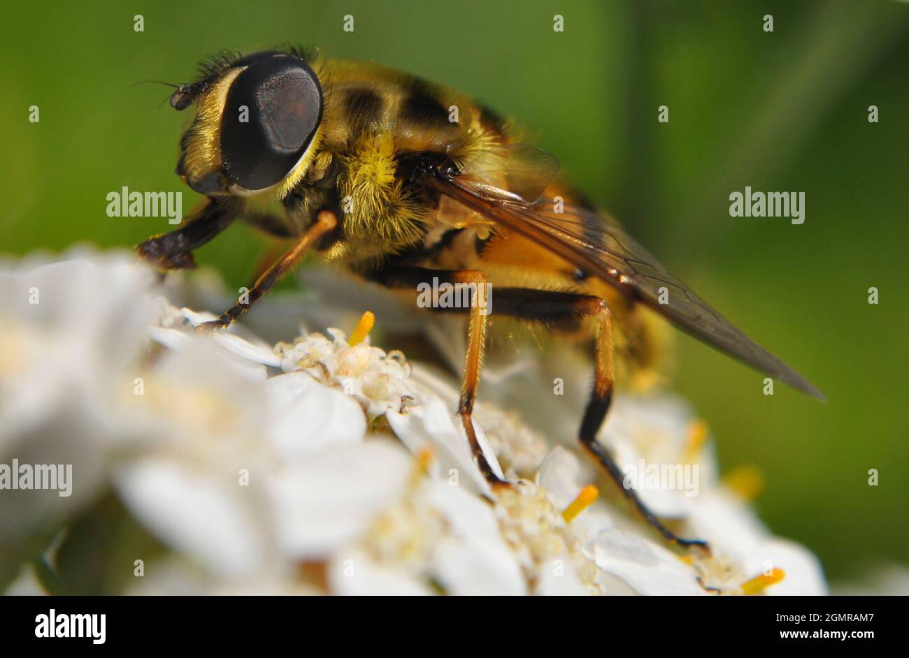 Hornet imitiert eine Schwebfliege (Volucella zonaria), die im September auf einer weißen achillea-Blume ruht. Das Bild zeigt ein nahes Seitenprofil des Insekts Stockfoto