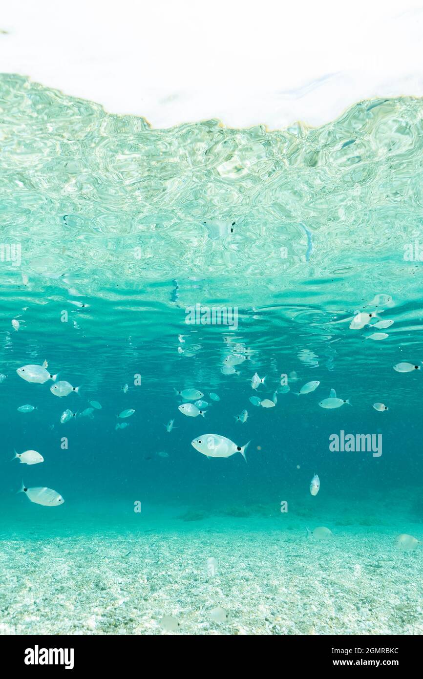 (Selektiver Fokus) Unterwasserfoto, atemberaubende Sicht auf die Unterwasserwelt mit einigen Fischen, die in einem türkisfarbenen Wasser schwimmen. Sardinien, Italien. Stockfoto