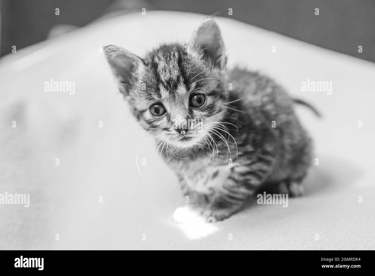 Kleines Kätzchen sucht. Gestreift grau Katze mit blauen Augen schaut begeistert. Stockfoto