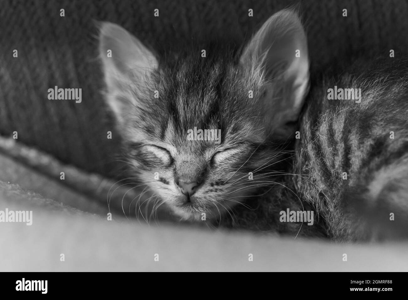 Ein kleines Geschwisterchen schläft Seite an Seite. Niedliches Kätzchen, das von einem Mann gefüttert wird. Schlafende Babys Kätzchen. Stockfoto