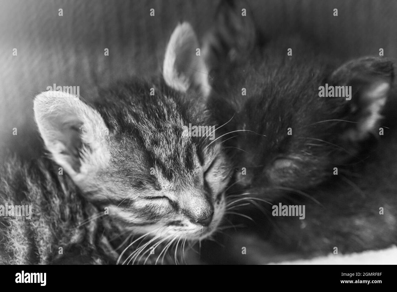 Zwei kleine Geschwister-Kätzchen schlafen Seite an Seite. Niedliches Kätzchen, das von einem Mann gefüttert wird. Schlafende Babys Kätzchen. Stockfoto
