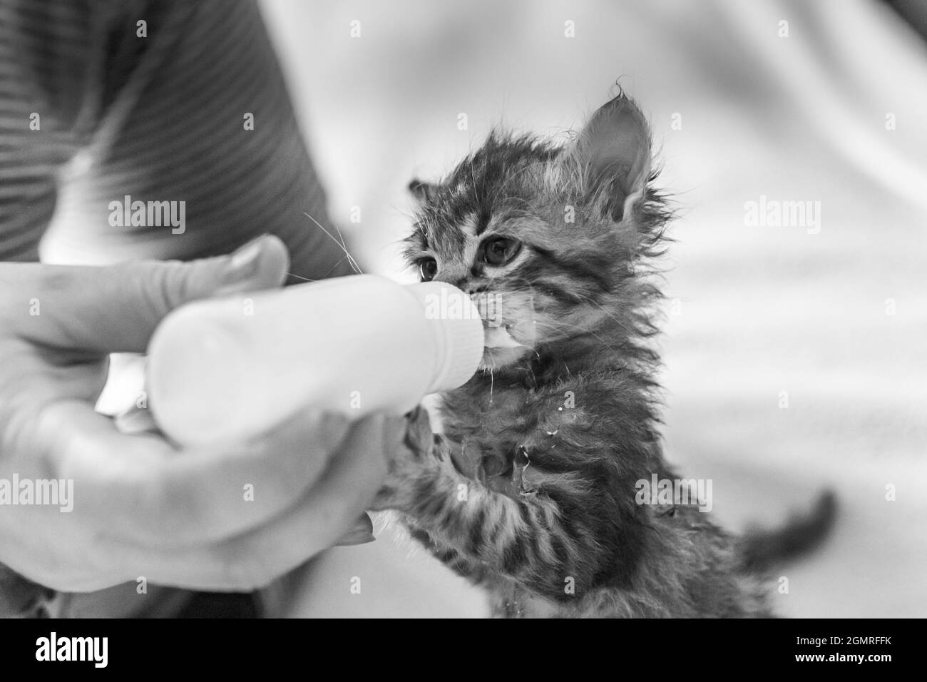 Kleines graues Kätzchen trinkt Milch aus einer Flasche. Füttern von Kätzchen ohne stillende Katze. Jungtiere auf künstlicher Fütterung. Hand-Fütterung niedlichen verwaisten Baby KI Stockfoto