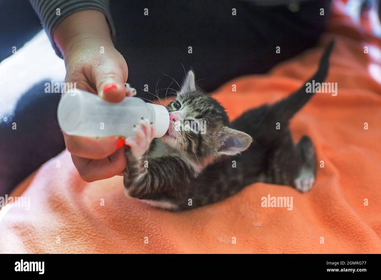 Kleines graues Kätzchen trinkt Milch aus einer Flasche. Füttern von Kätzchen  ohne stillende Katze. Jungtiere auf künstlicher Fütterung. Hand-Fütterung  niedlichen verwaisten Baby KI Stockfotografie - Alamy