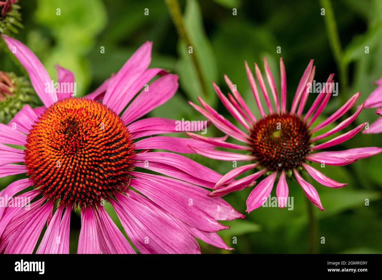 Attraktive Echinacea purpurea ‘Rubinstern’, purpurrote Blütenkeule ‘Rubinstern’, Blütenkeule 'Rubinstern' im Gartenrand, natürliches Pflanzenportrait Stockfoto