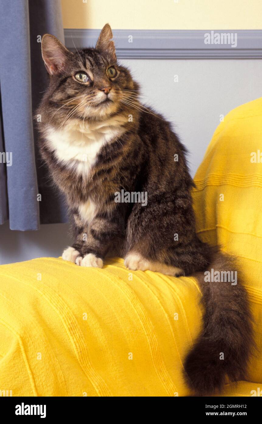 Flauschige tabby Katze sitzt auf Stuhl Arm Stockfoto